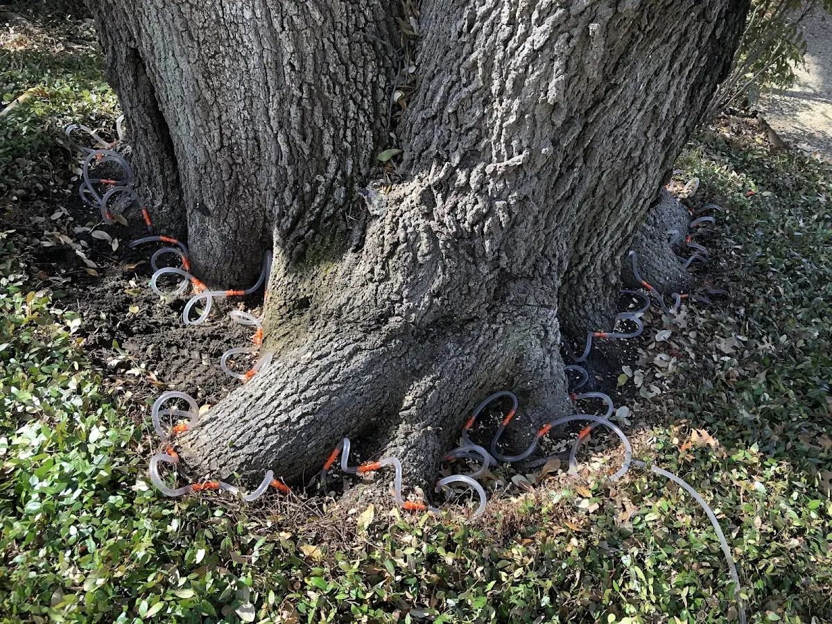 Detailed Tree Cabling and Bracing job site in Longville