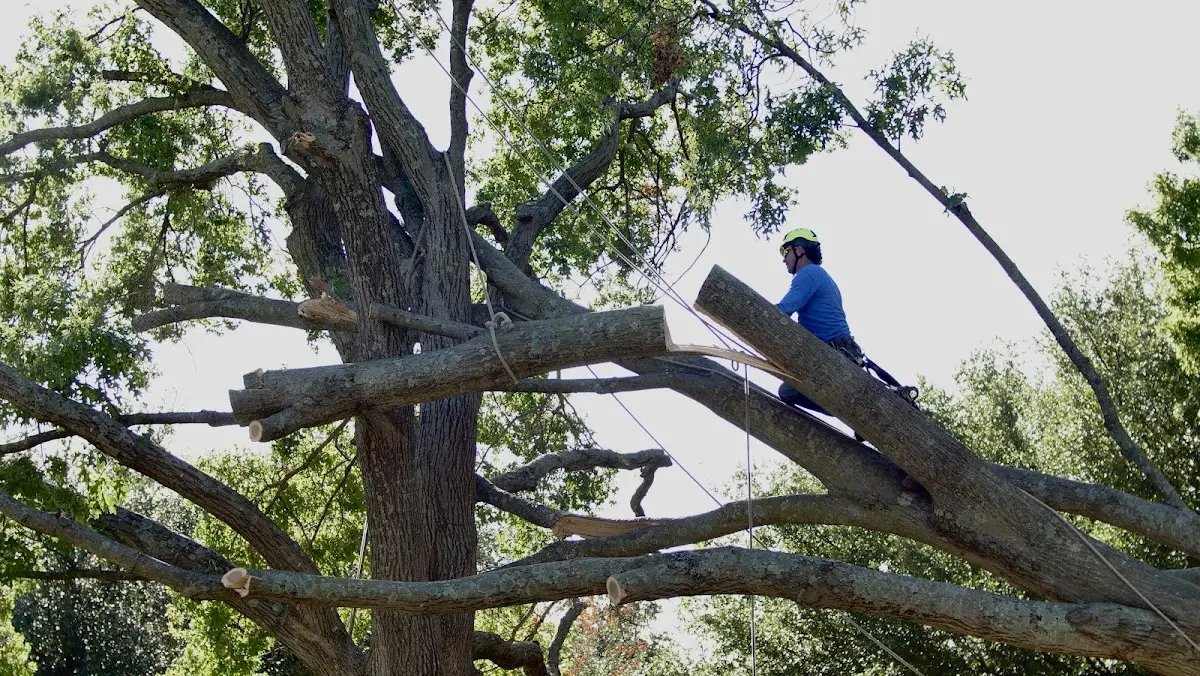 Professional Crown Thinning performed by certified arborists in Longville