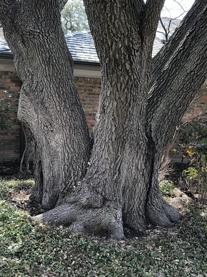 Mature heritage tree close to a Longville property cared for by certified arborists